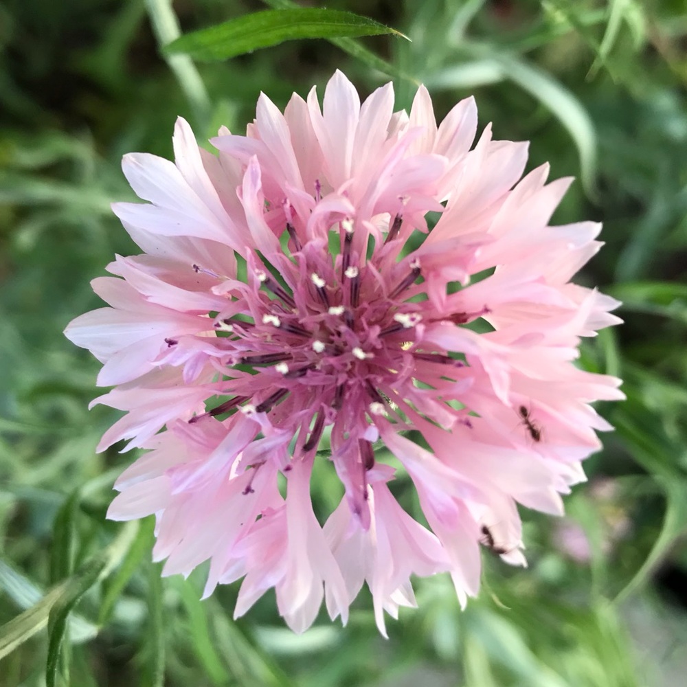 Meet your Posher, Sara